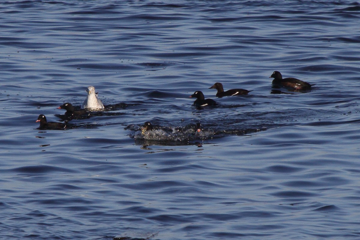 White-winged Scoter - ML623946677