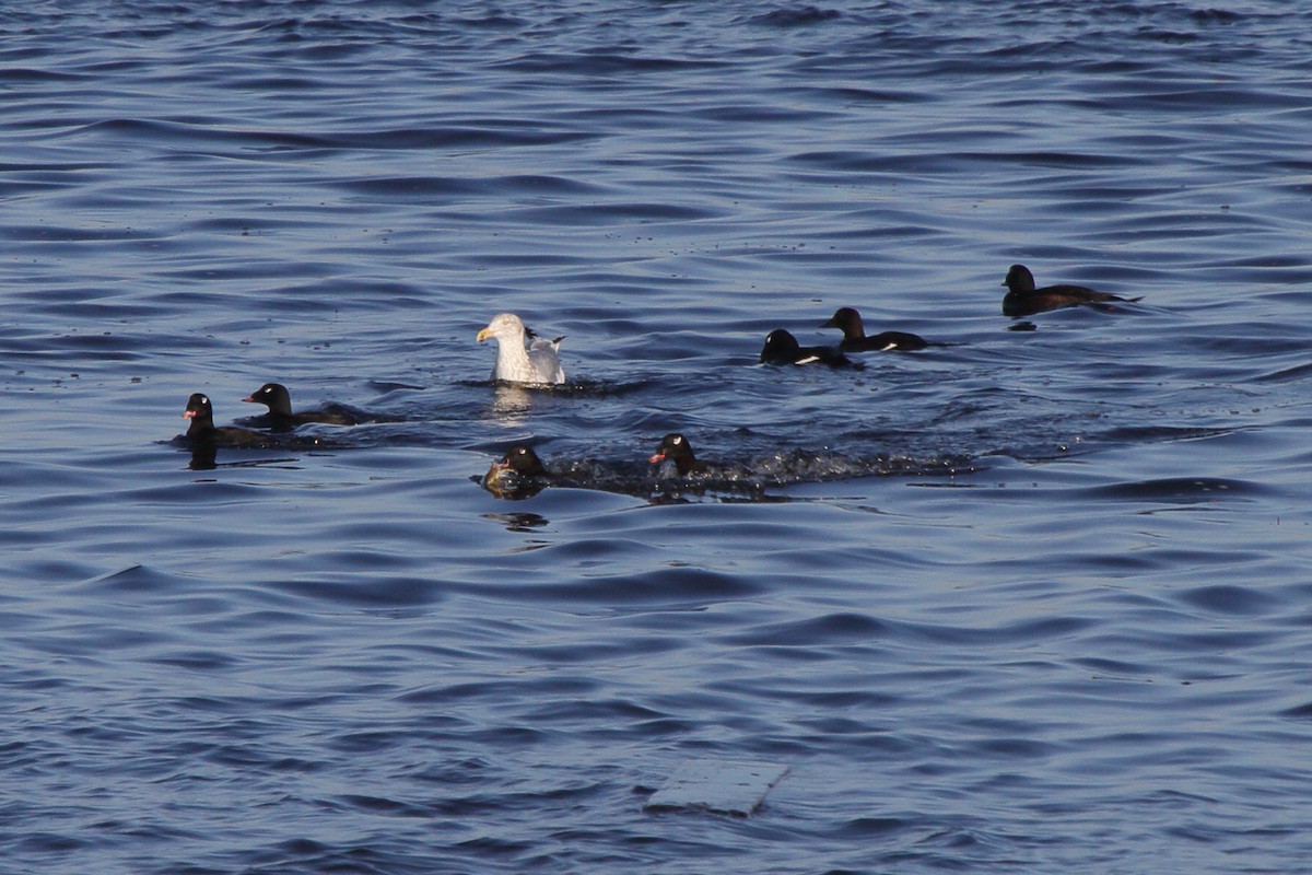 White-winged Scoter - ML623946678