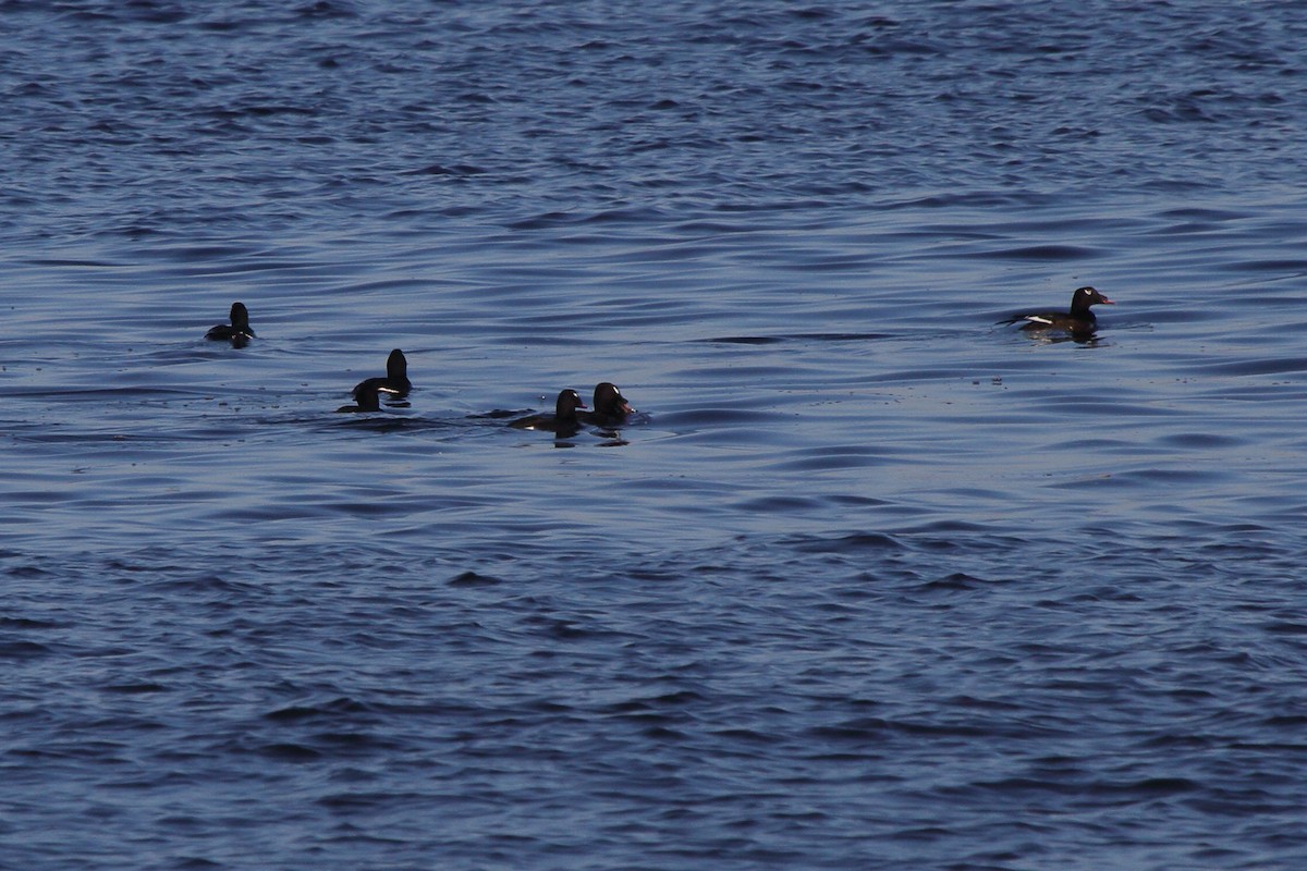 White-winged Scoter - Fabio Olmos