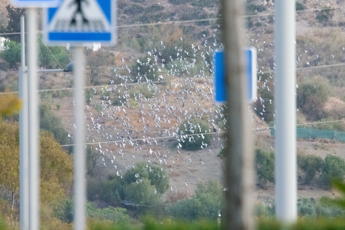 יונת בית - ML623946687