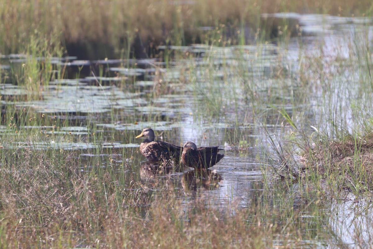 Mottled Duck - ML623946734