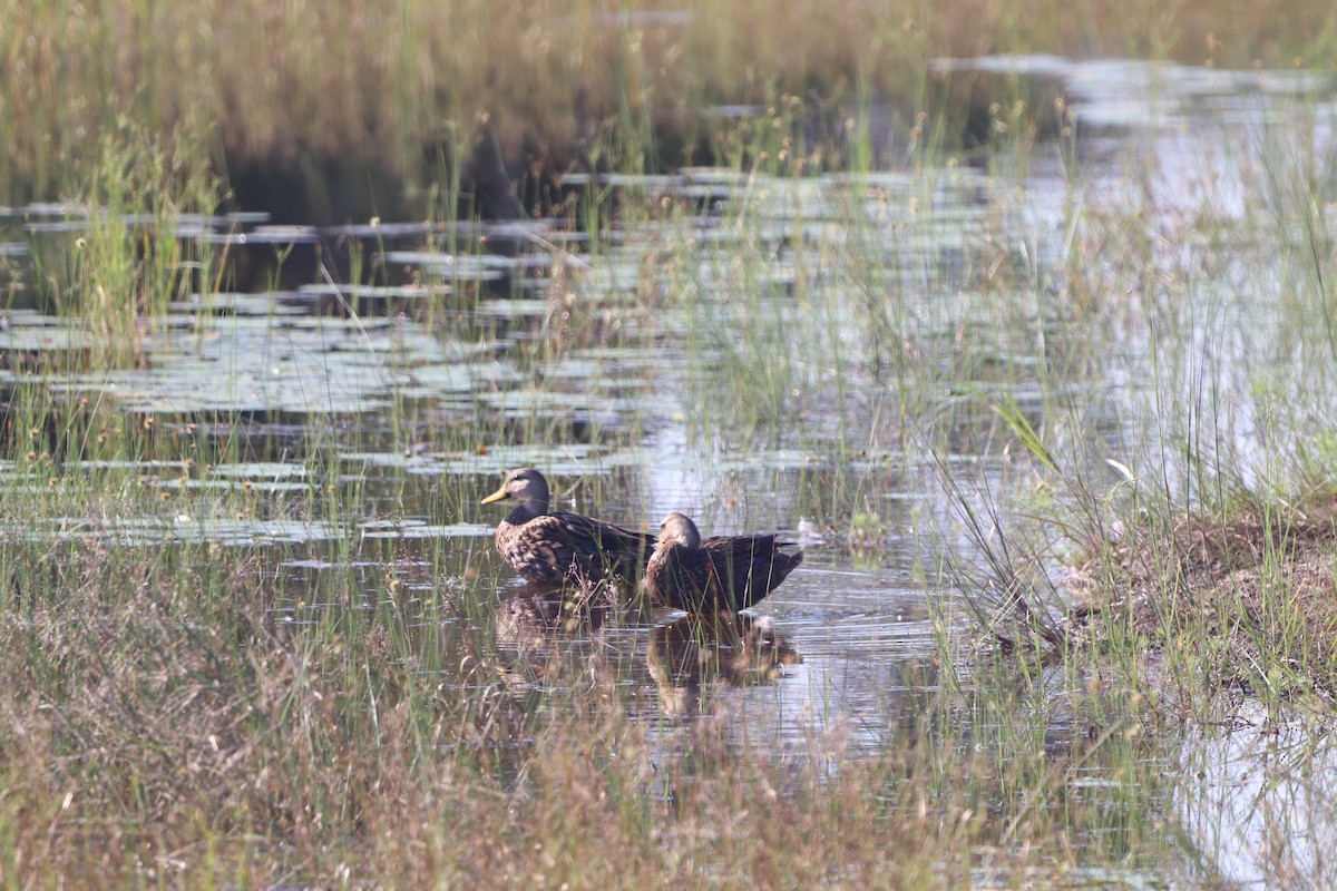 Mottled Duck - ML623946737