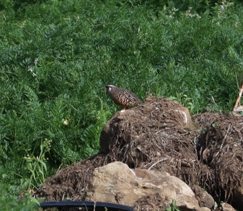 Painted Bush-Quail - ML623946747