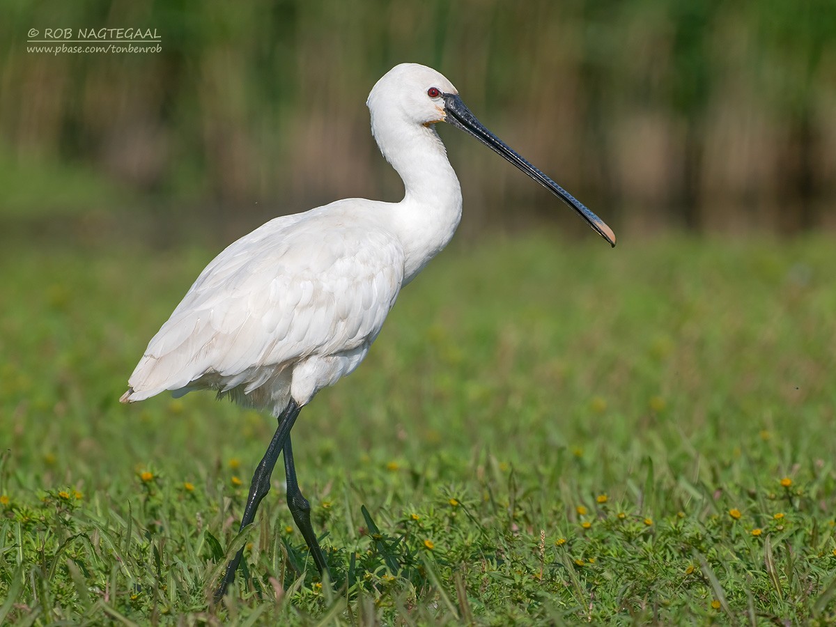 Spatola - ML623946752