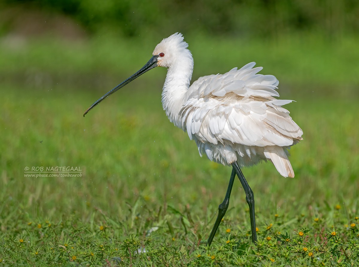 Spatola - ML623946753