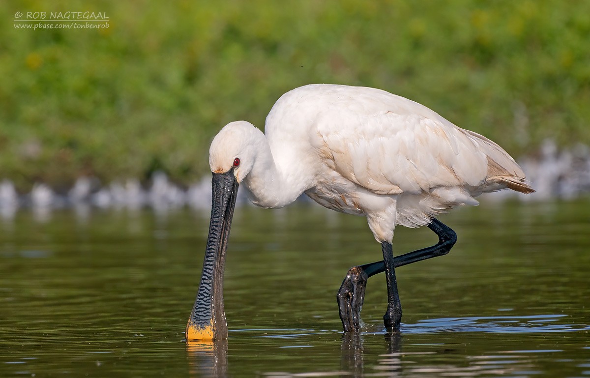 Spatola - ML623946754