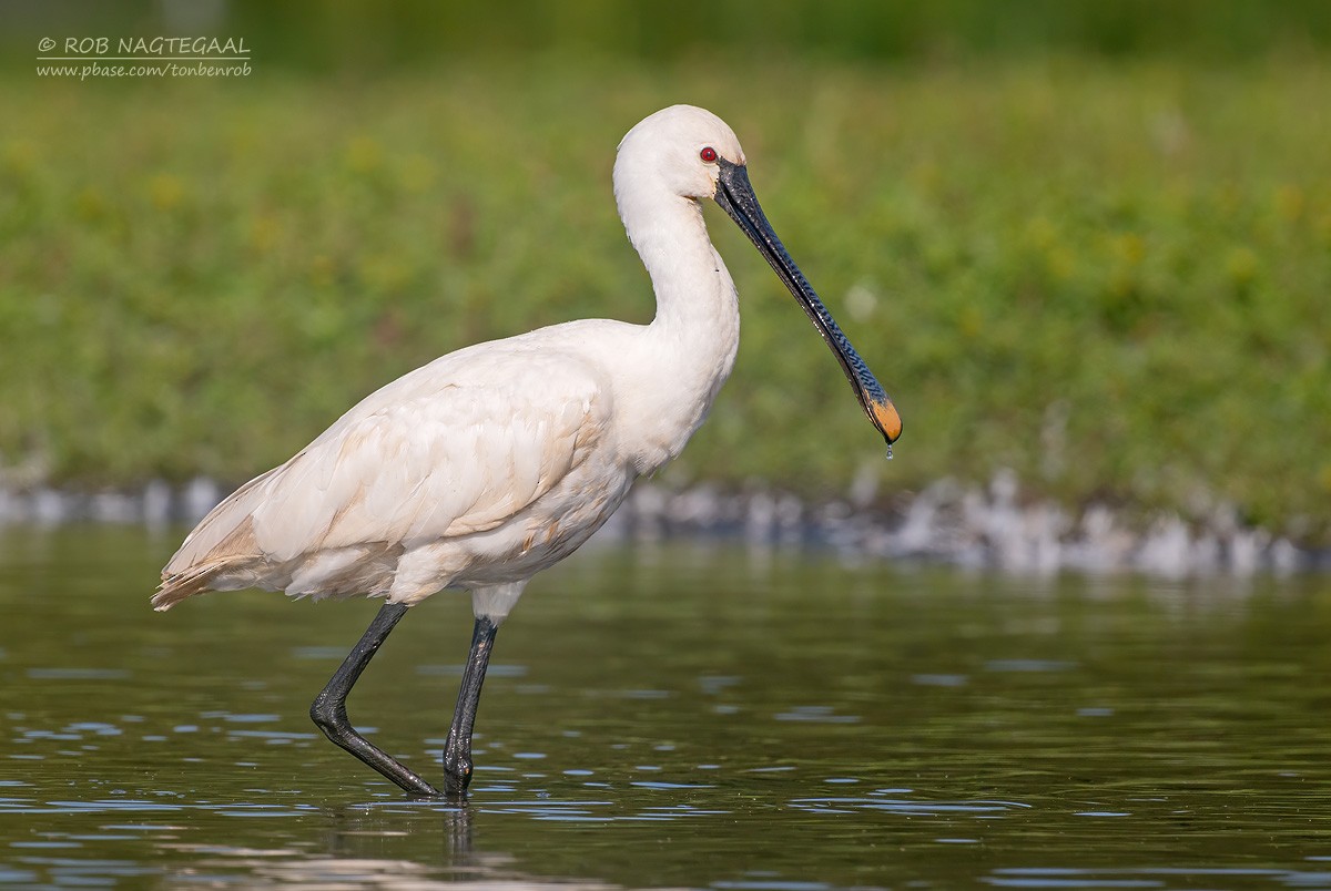 Spatola - ML623946755