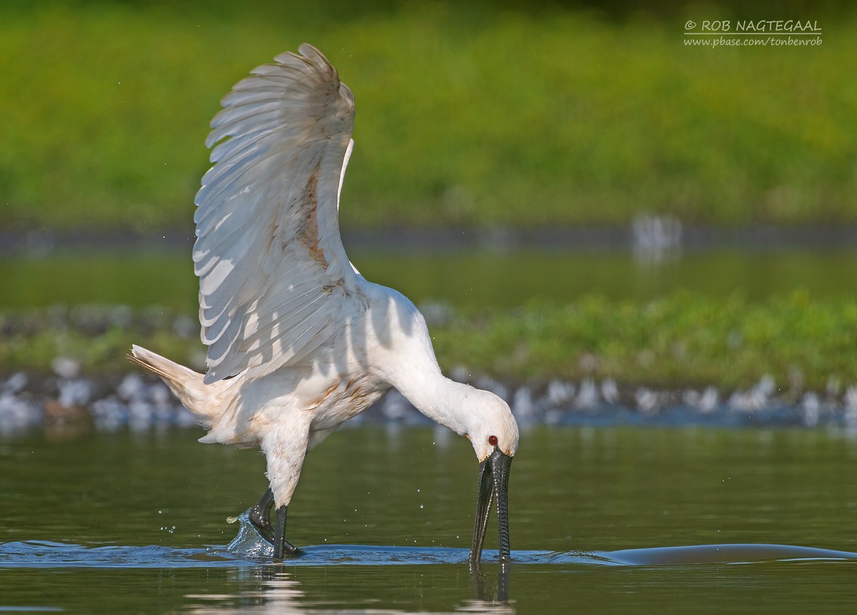 Spatola - ML623946756