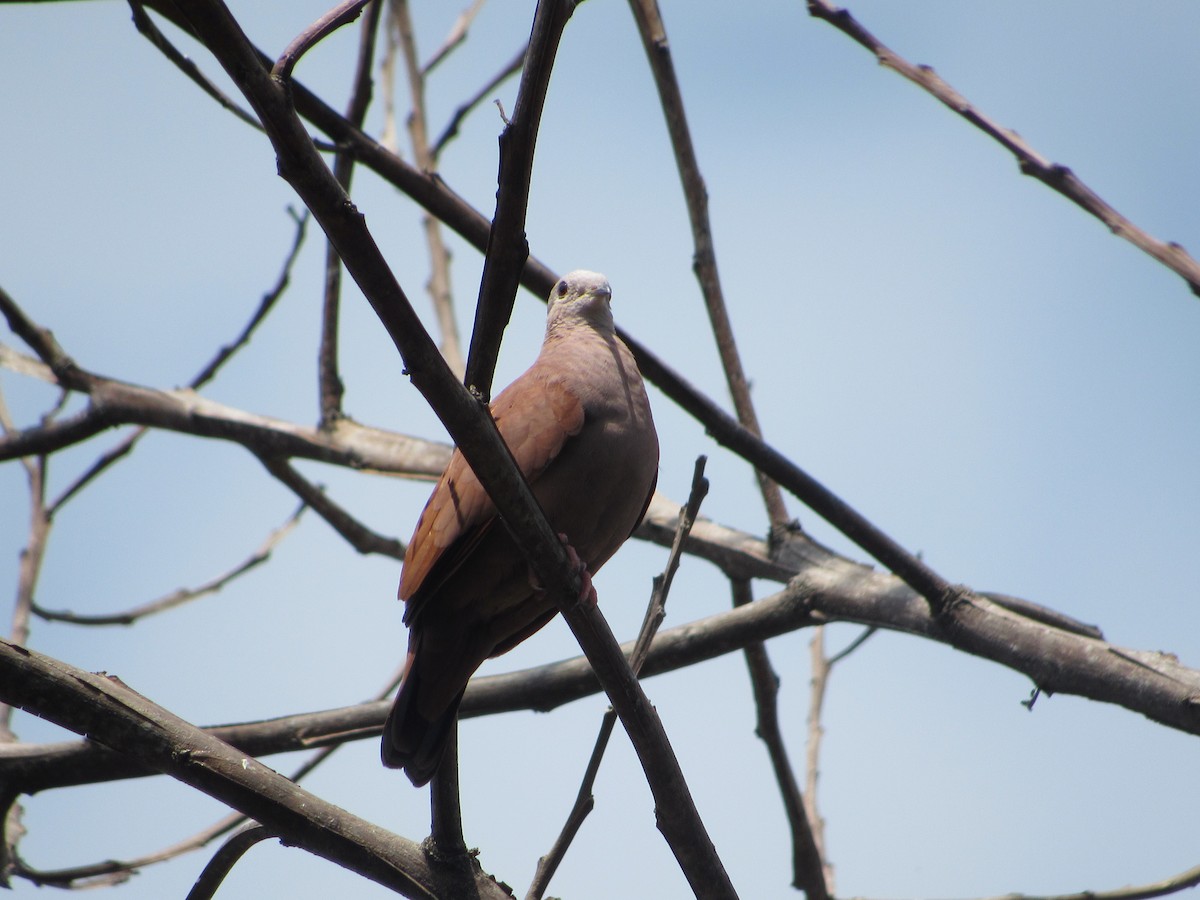 Ruddy Ground Dove - ML623946780