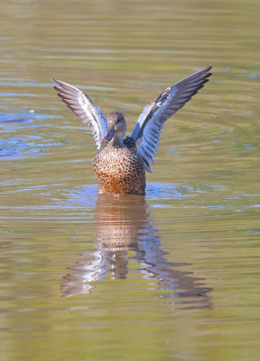 Blue-winged Teal - Anir Bhat