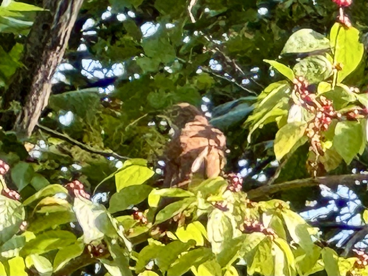 Brown Thrasher - ML623946857