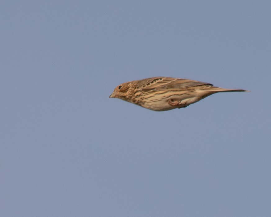 Corn Bunting - ML623946878