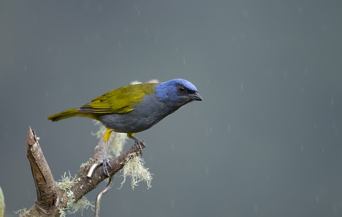 Blue-capped Tanager - ML623946911