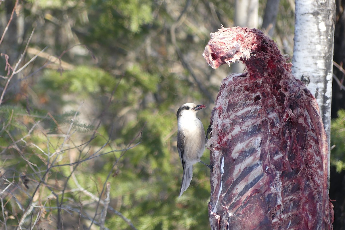 Canada Jay - ML623946928