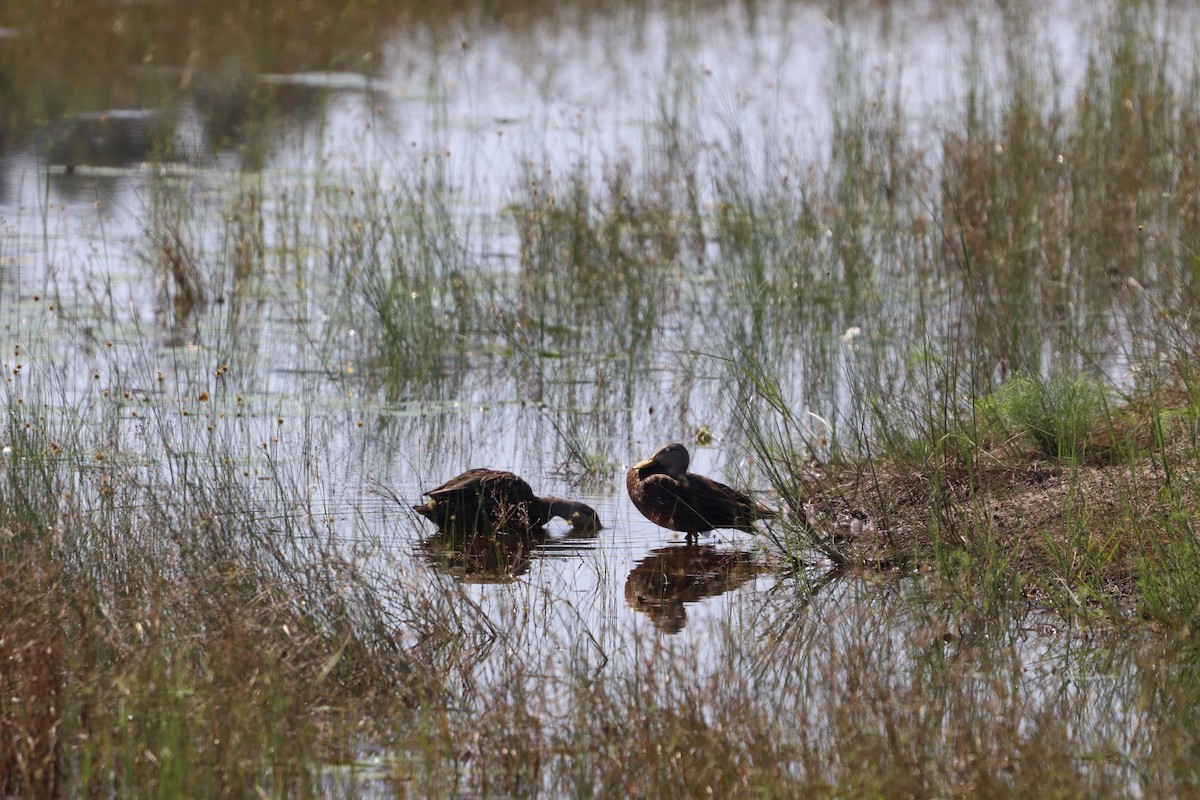 Mottled Duck - ML623946966