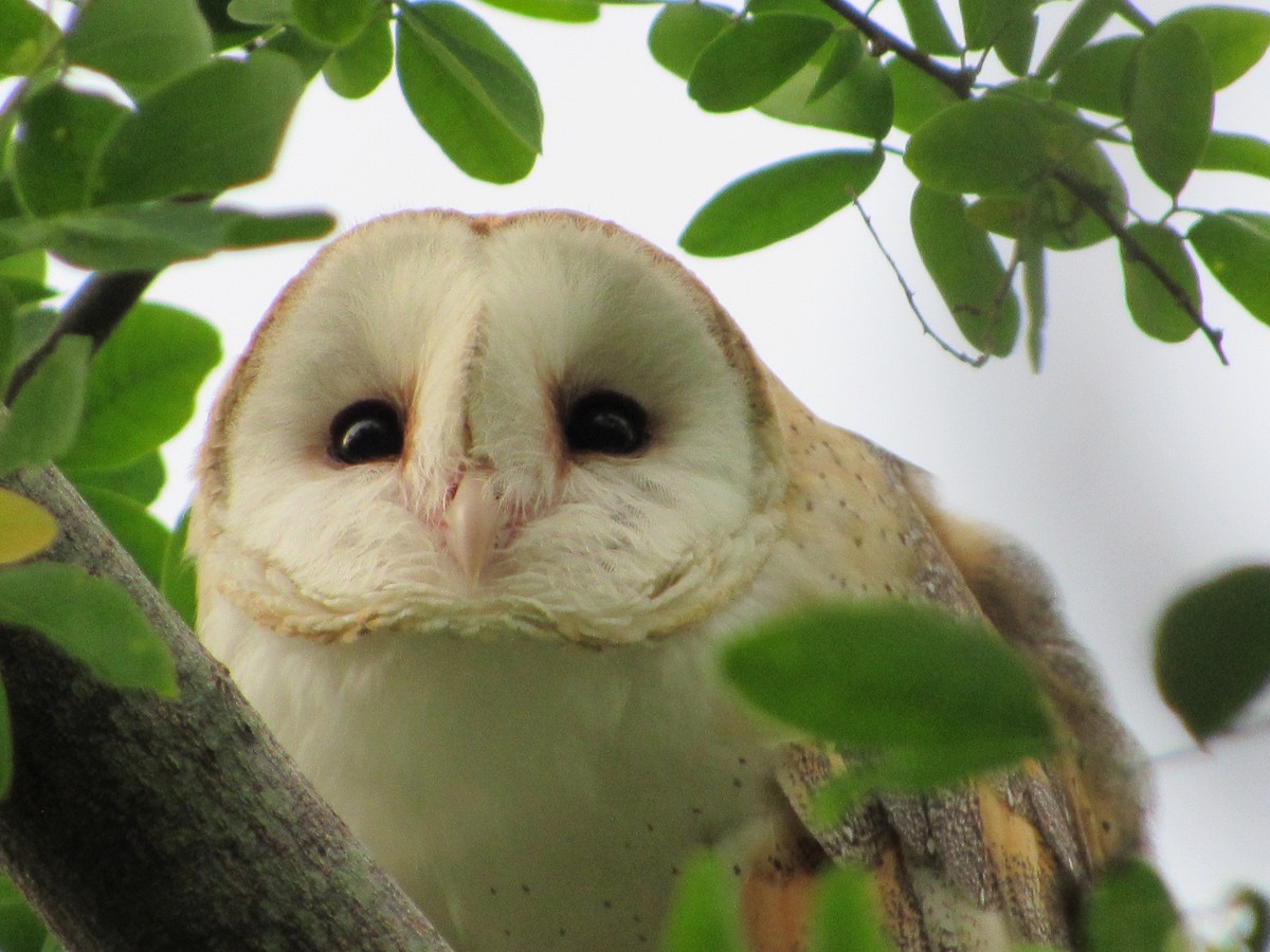 Barn Owl - ML623946967