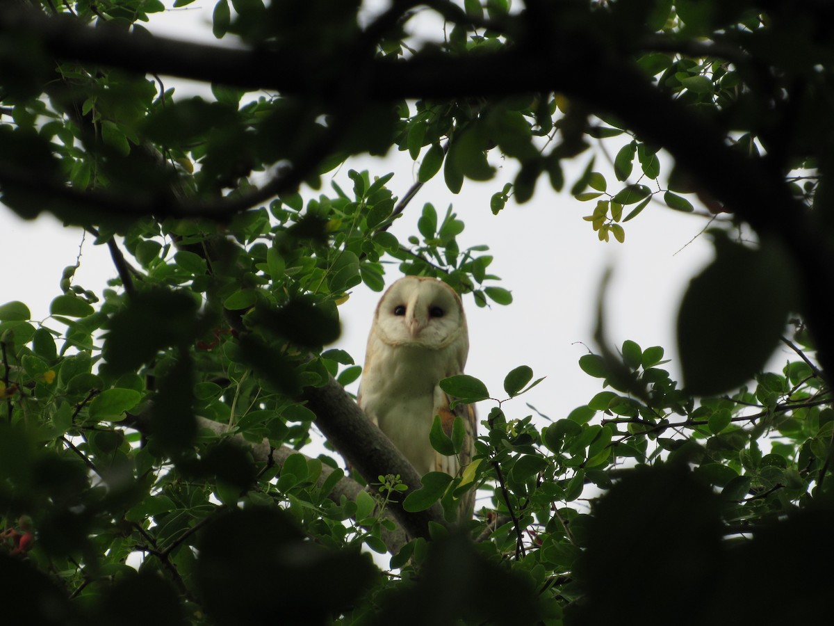 Barn Owl - Carlos Andrés Rodríguez Parra