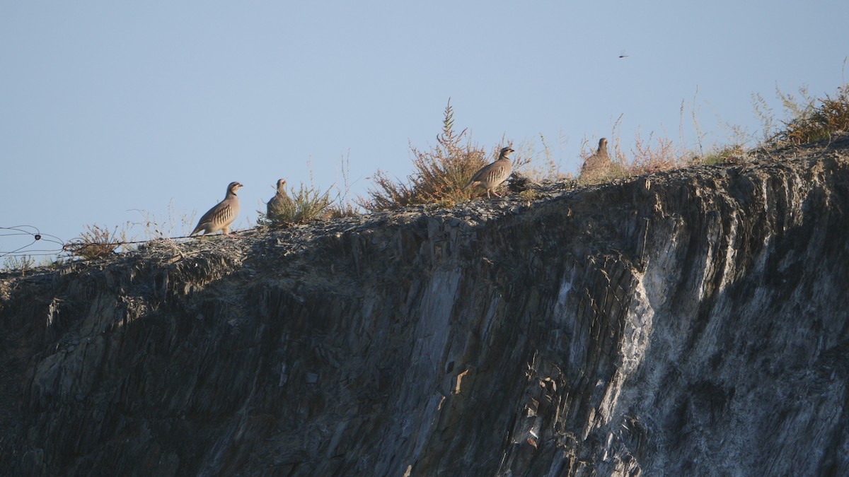 Chukar - ML623946985