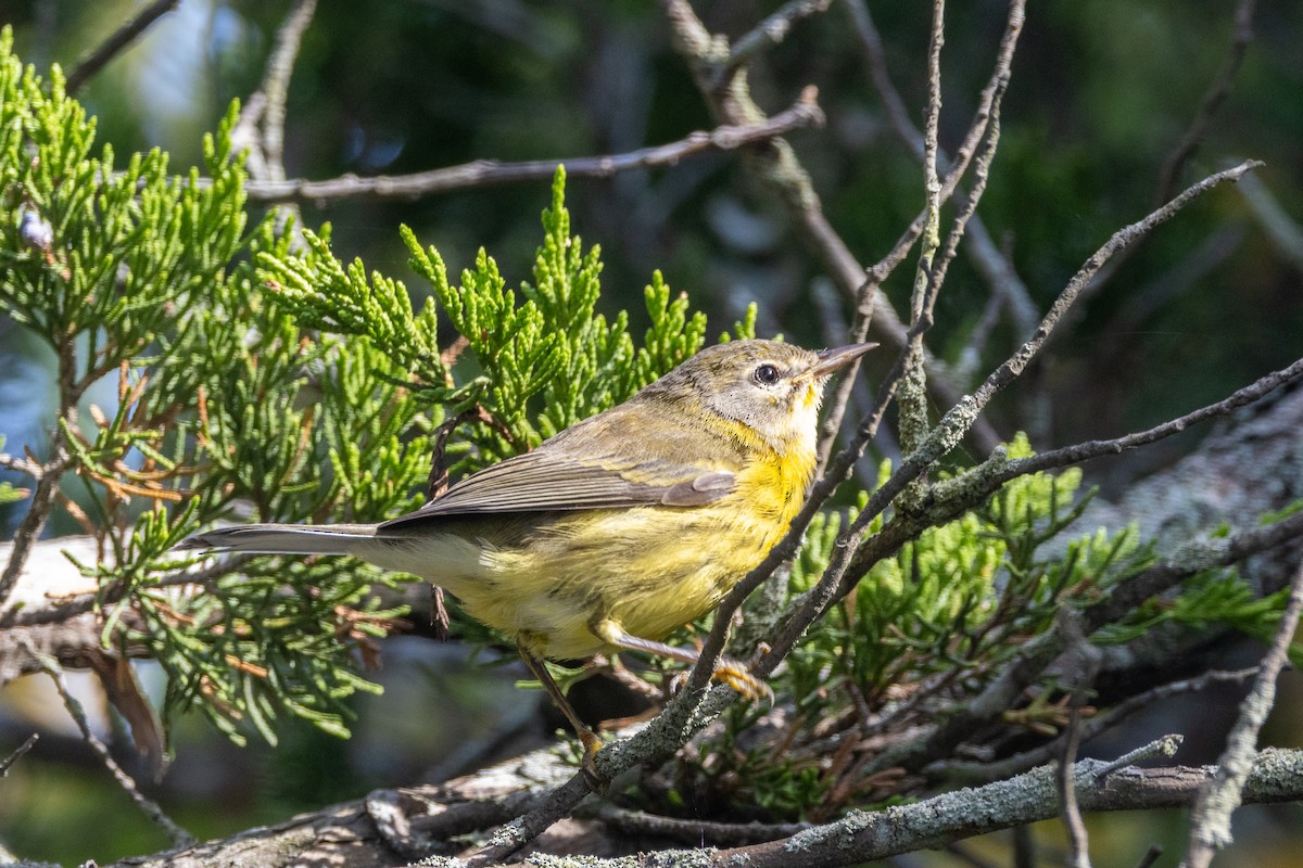 Prairie Warbler - Aaron Sun