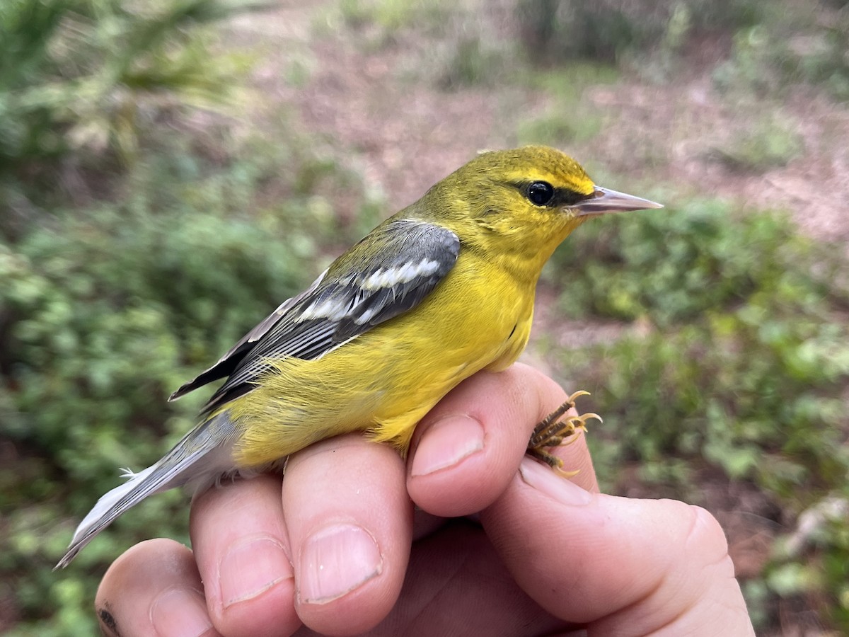 Blue-winged Warbler - Jim McGinity