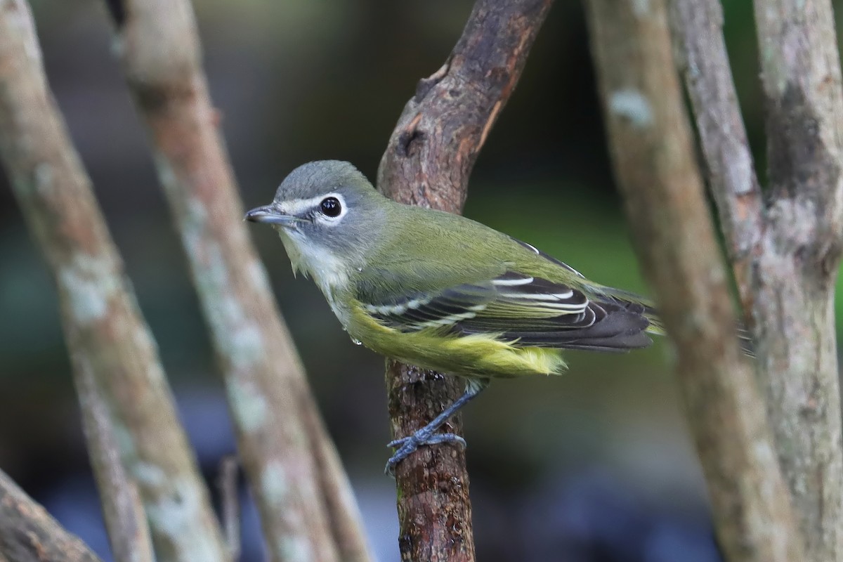 Graukopfvireo - ML623947018