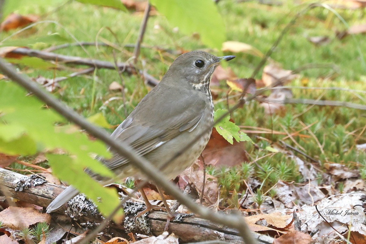 Gray-cheeked Thrush - ML623947048