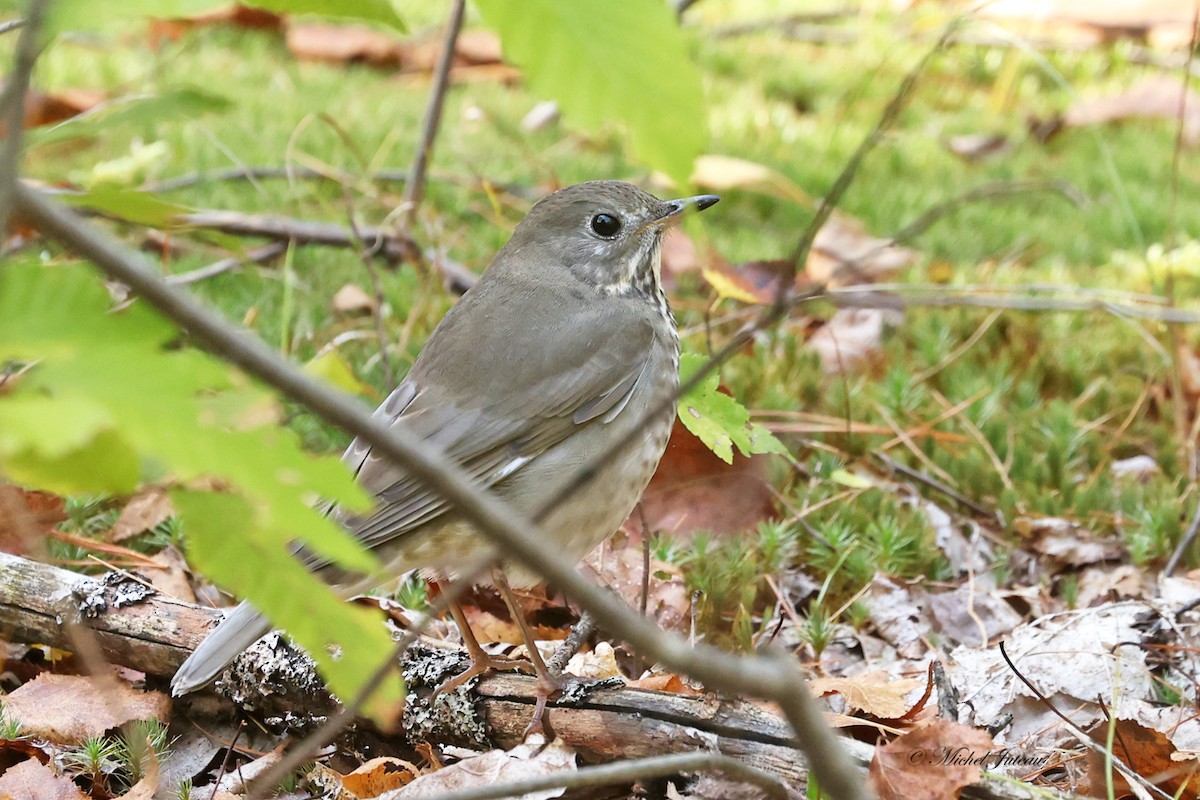 Gray-cheeked Thrush - ML623947049