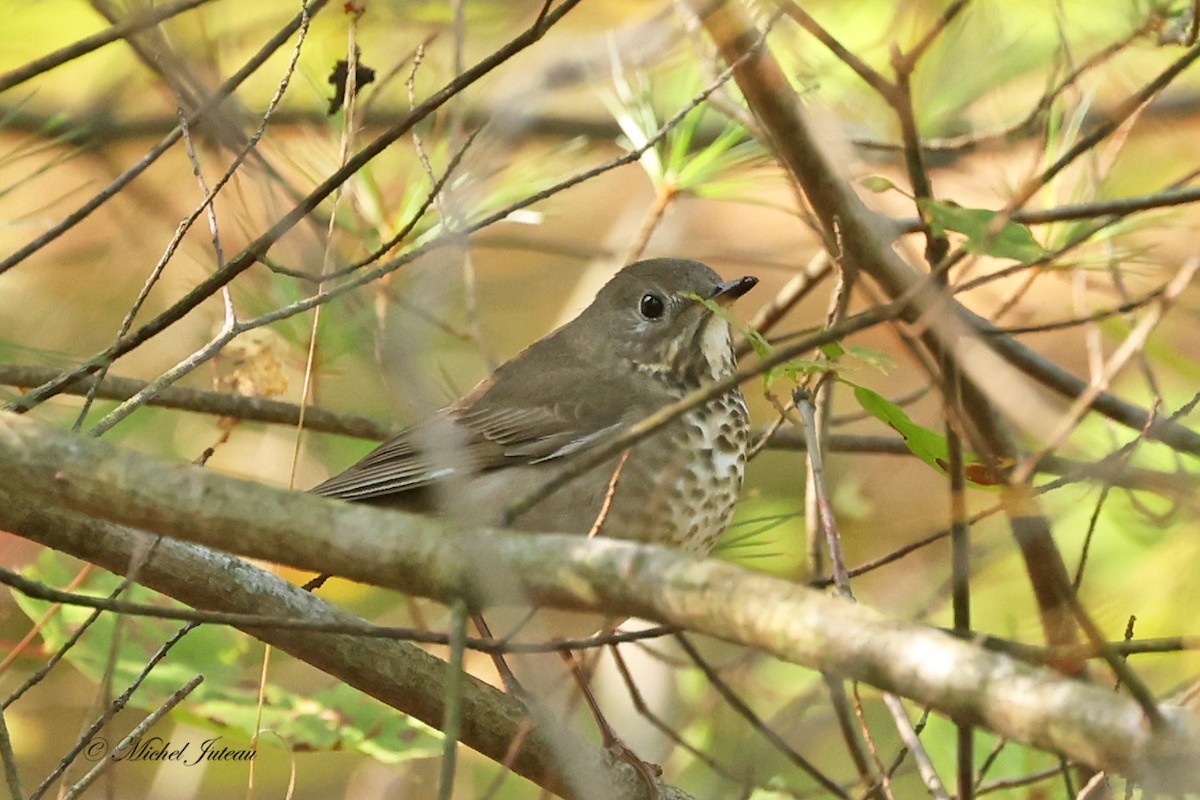 Gray-cheeked Thrush - ML623947050