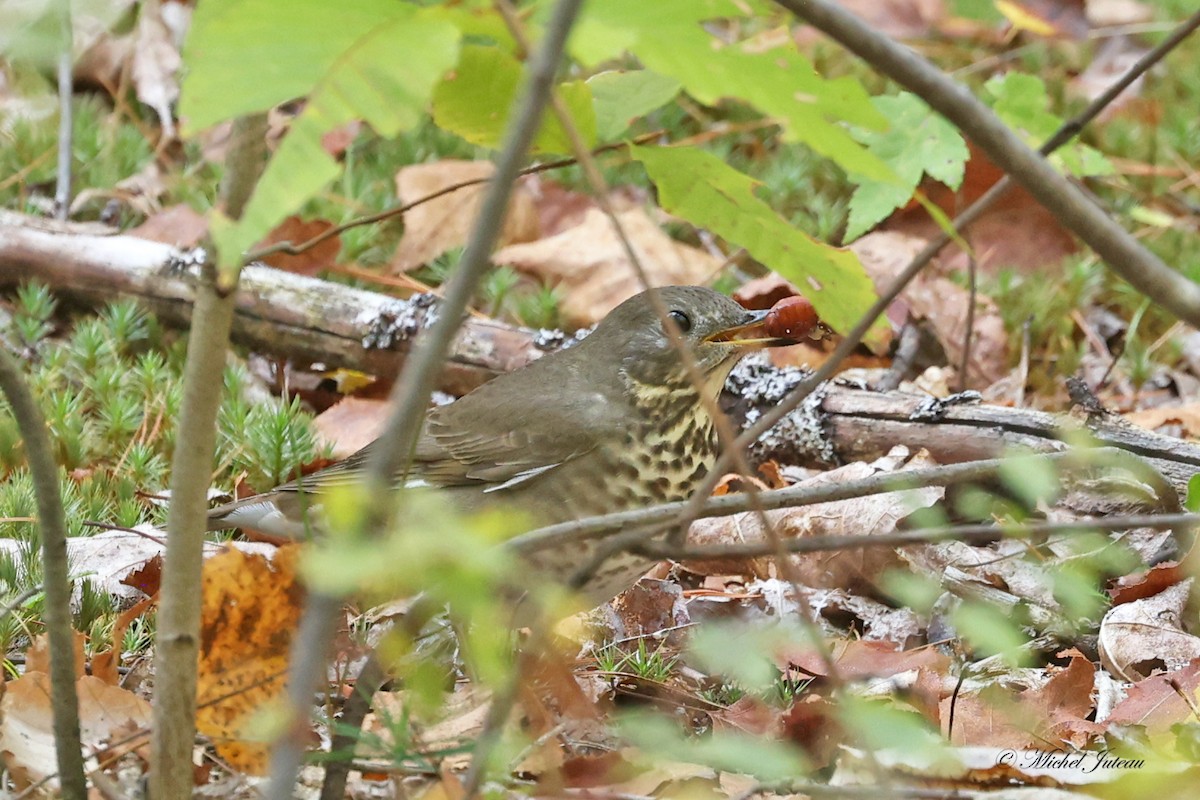 Gray-cheeked Thrush - ML623947051