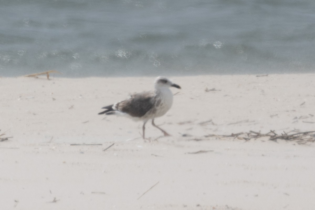 Gaviota Sombría - ML623947055