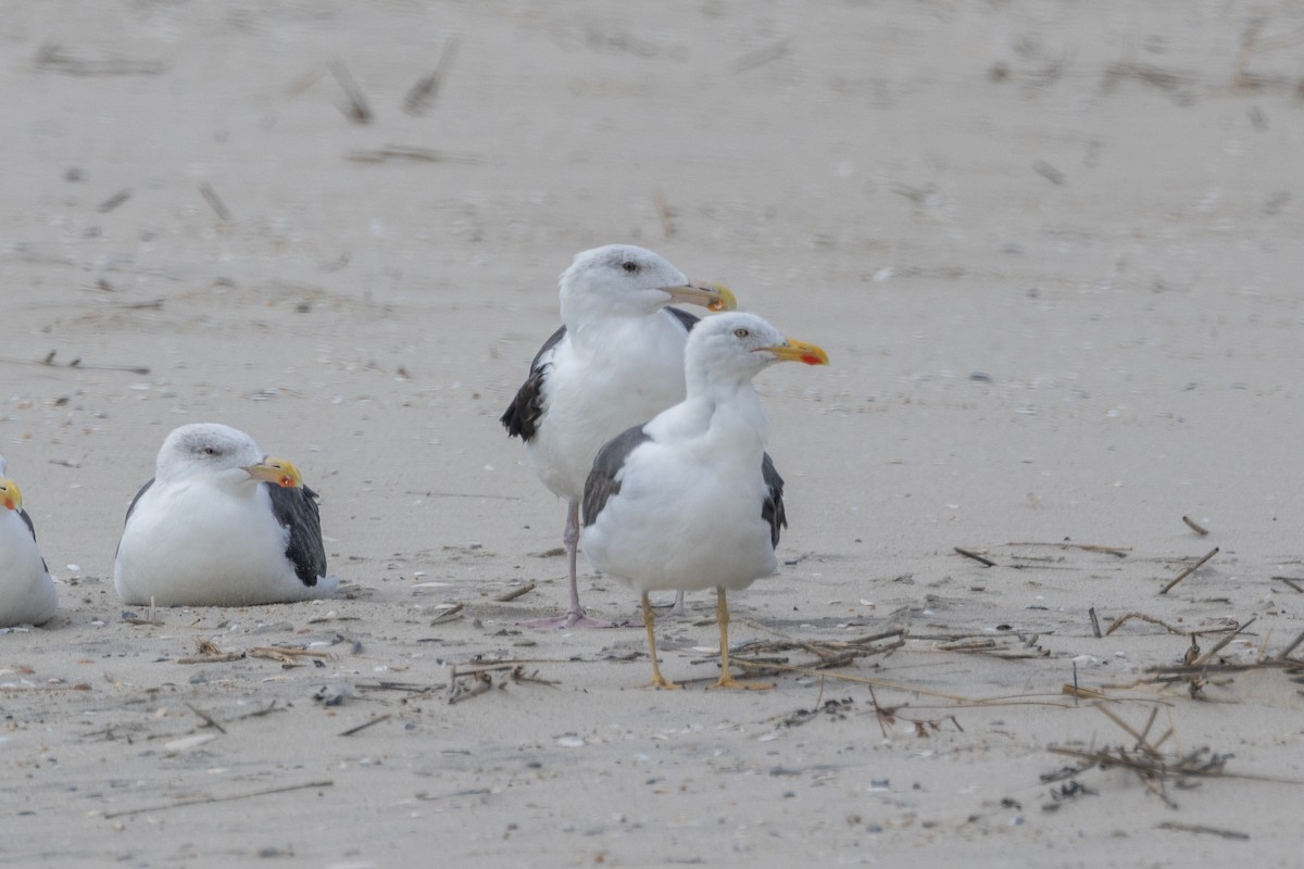 Lesser Black-backed Gull - Aaron Sun