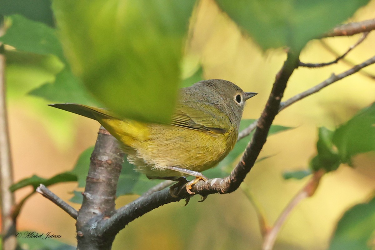 Nashville Warbler - ML623947063