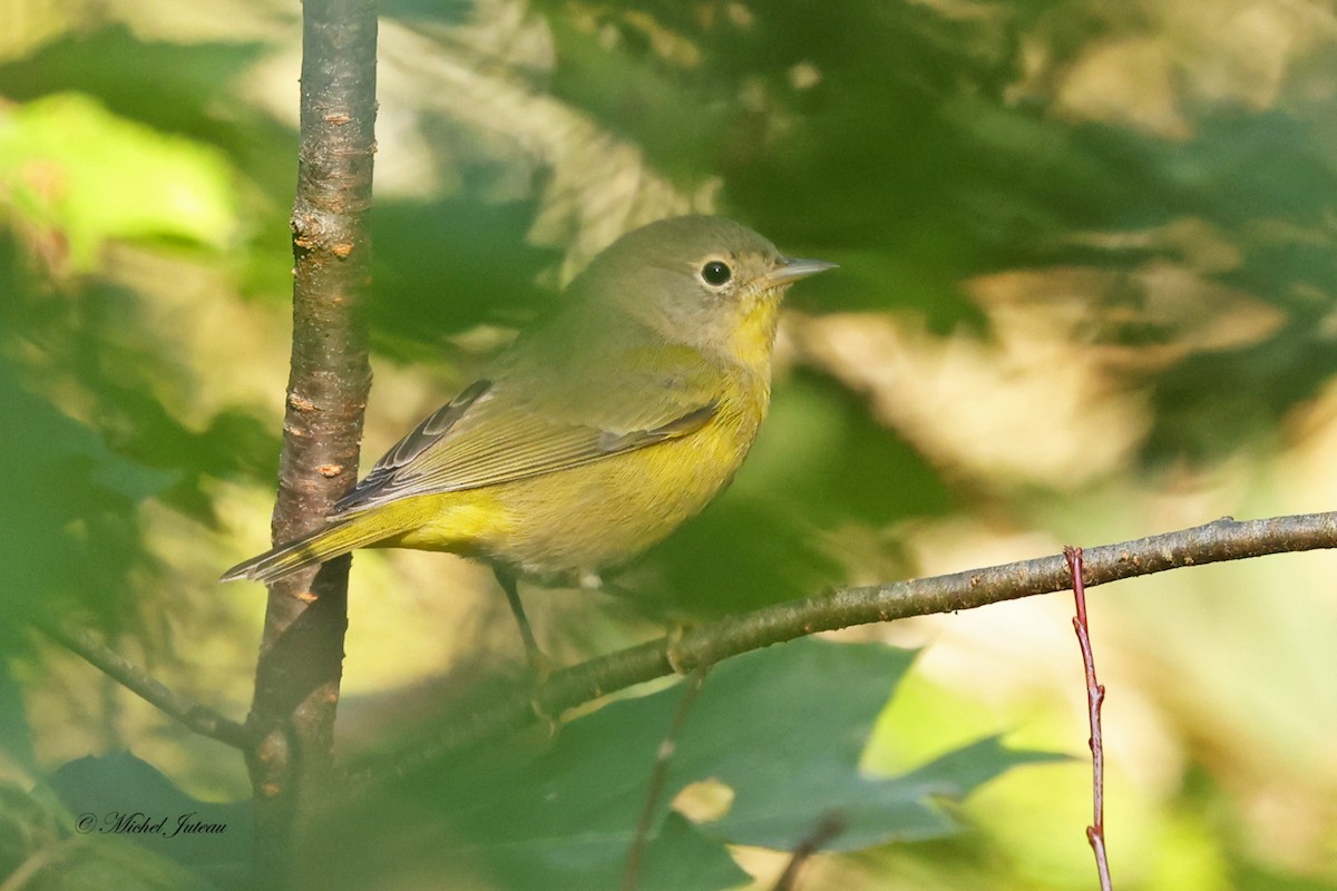 Nashville Warbler - ML623947064