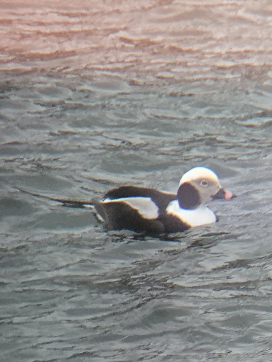 Long-tailed Duck - ML623947072