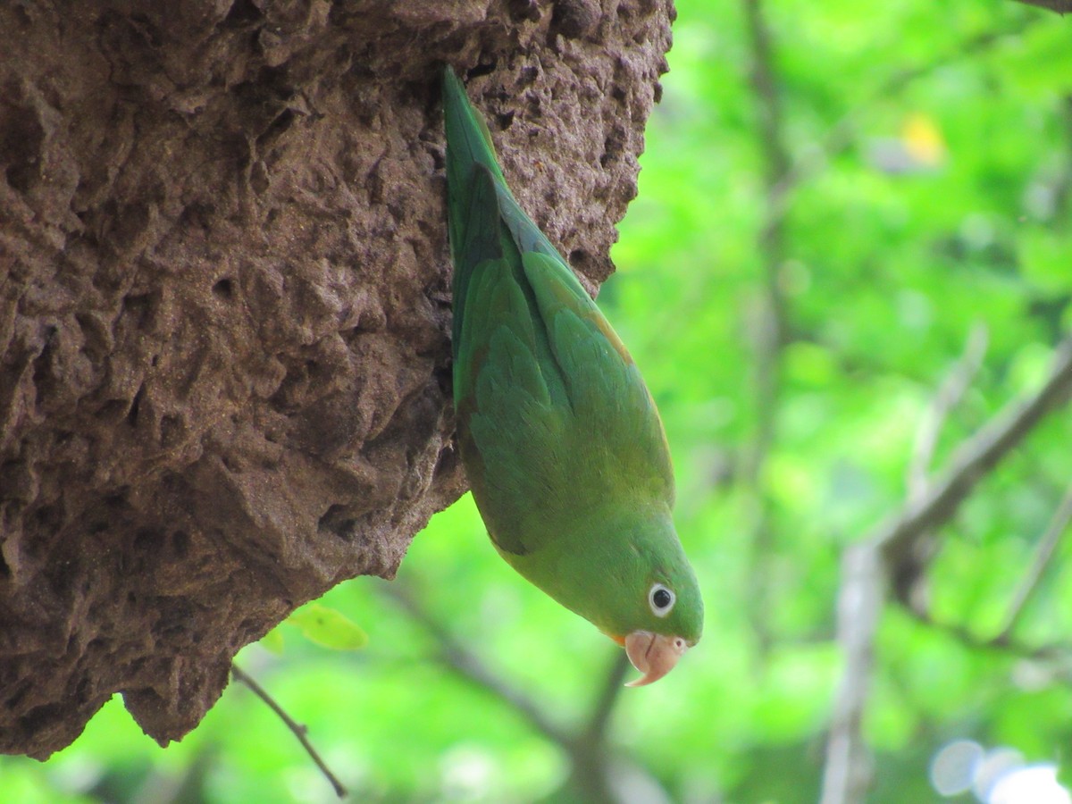 Orange-chinned Parakeet - Carlos Andrés Rodríguez Parra