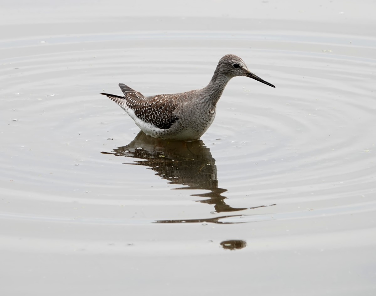 Lesser Yellowlegs - ML623947079