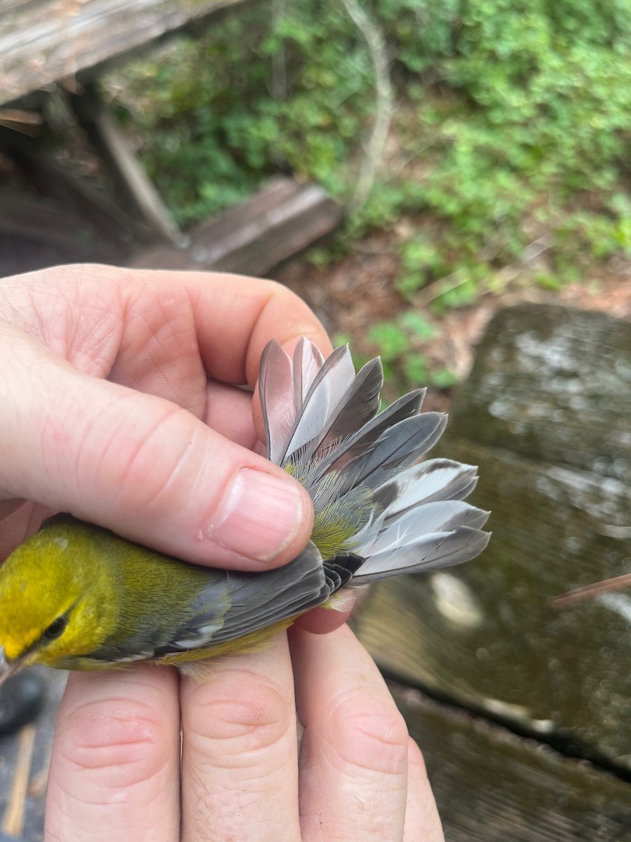 Blue-winged Warbler - Jim McGinity