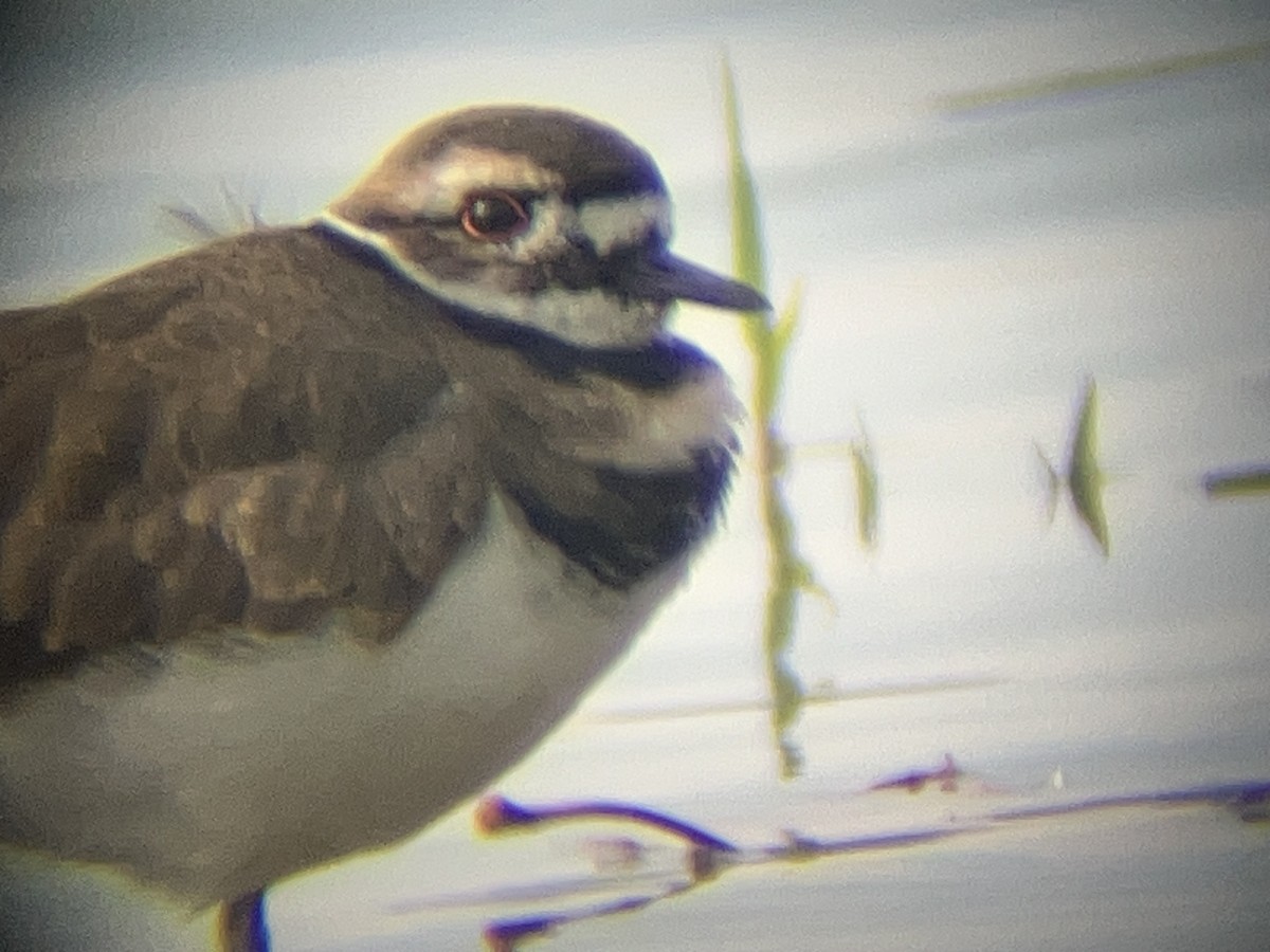 Killdeer - ML623947101