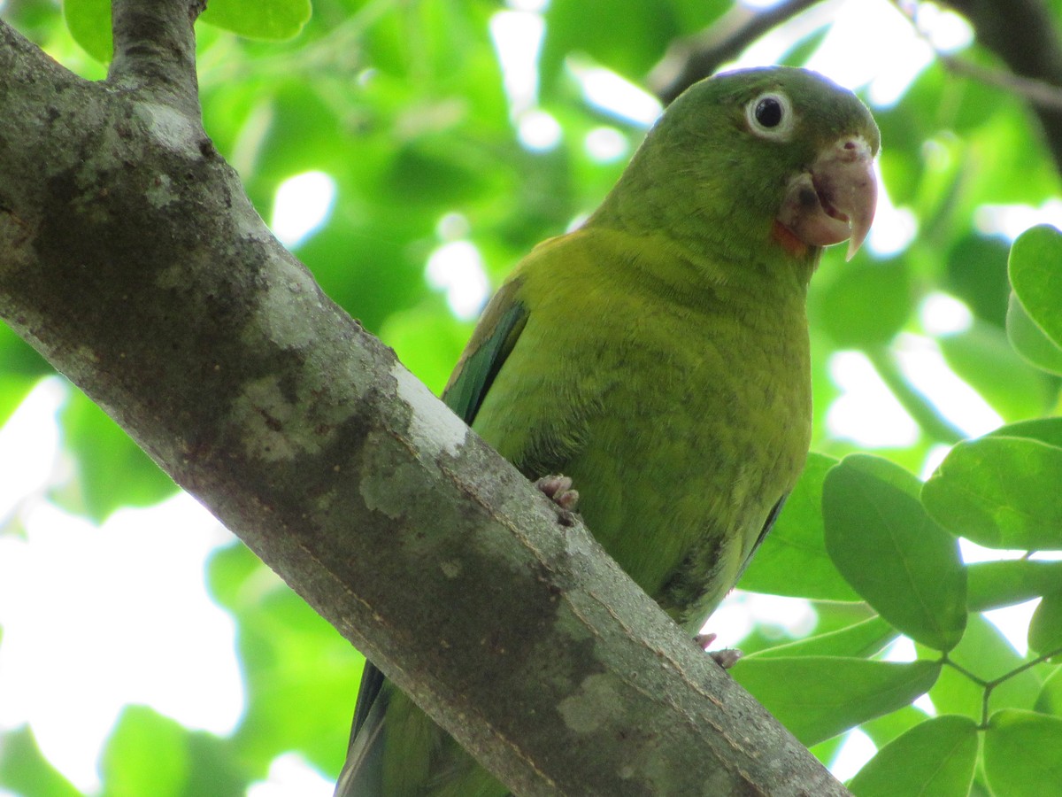 Orange-chinned Parakeet - ML623947106