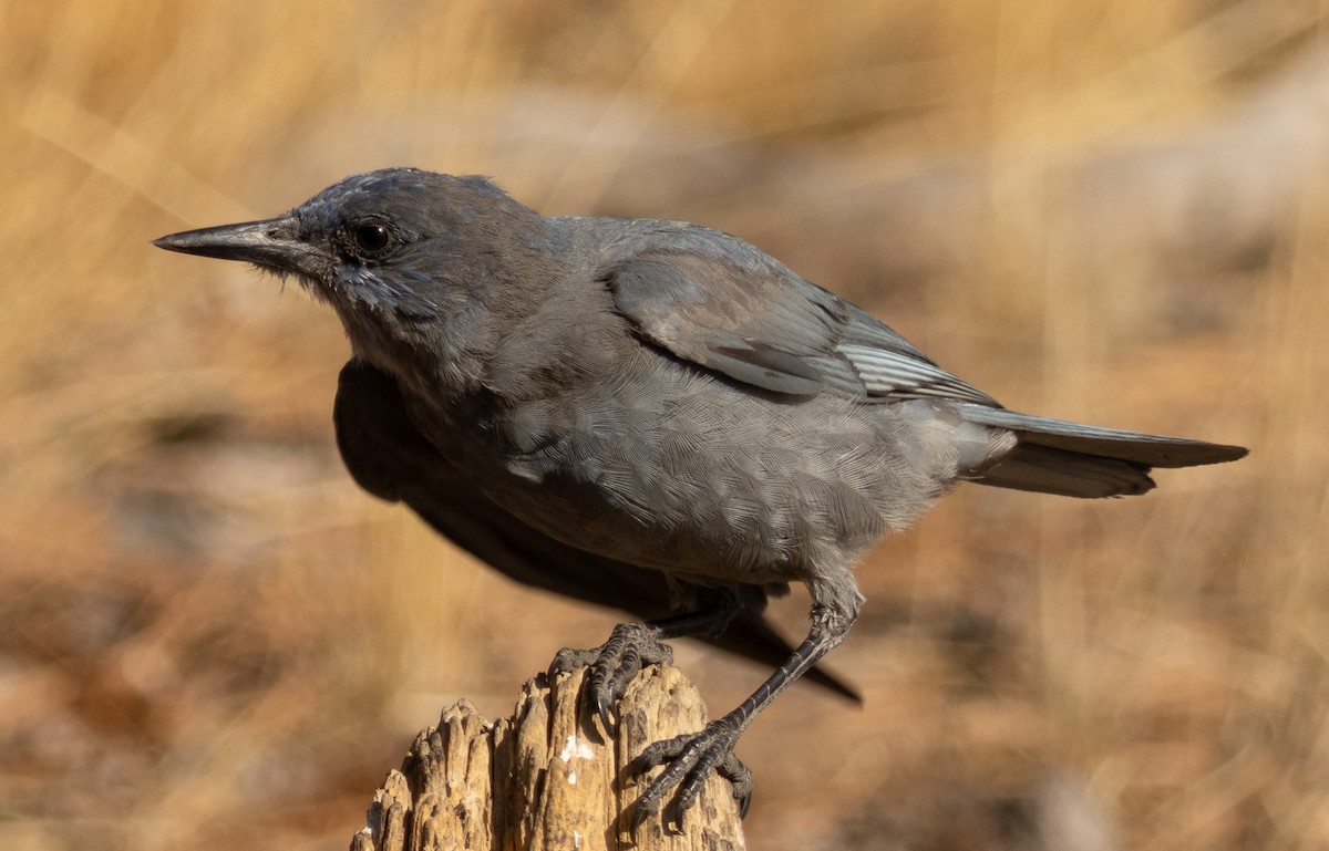 Pinyon Jay - ML623947148