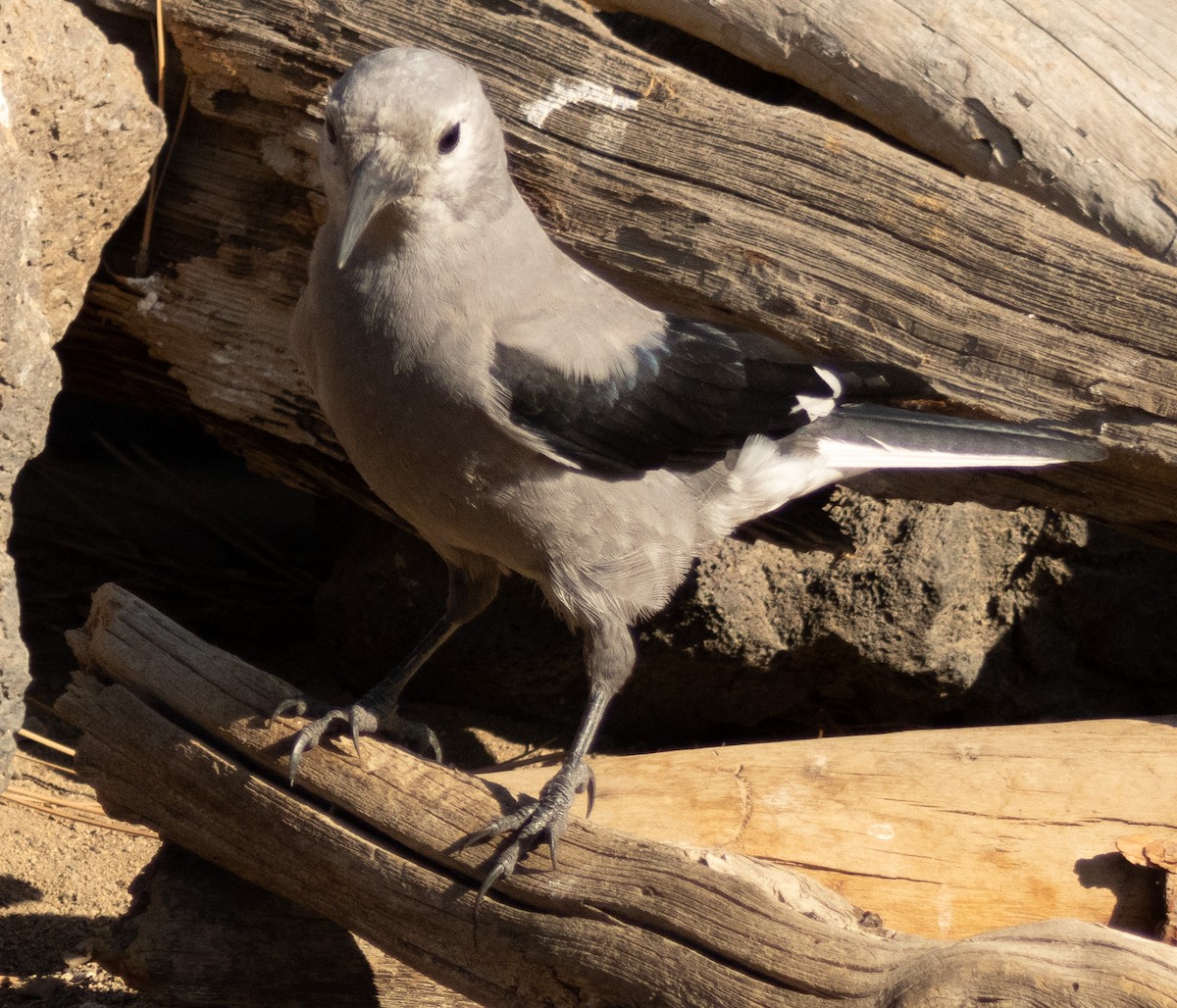 Clark's Nutcracker - ML623947156