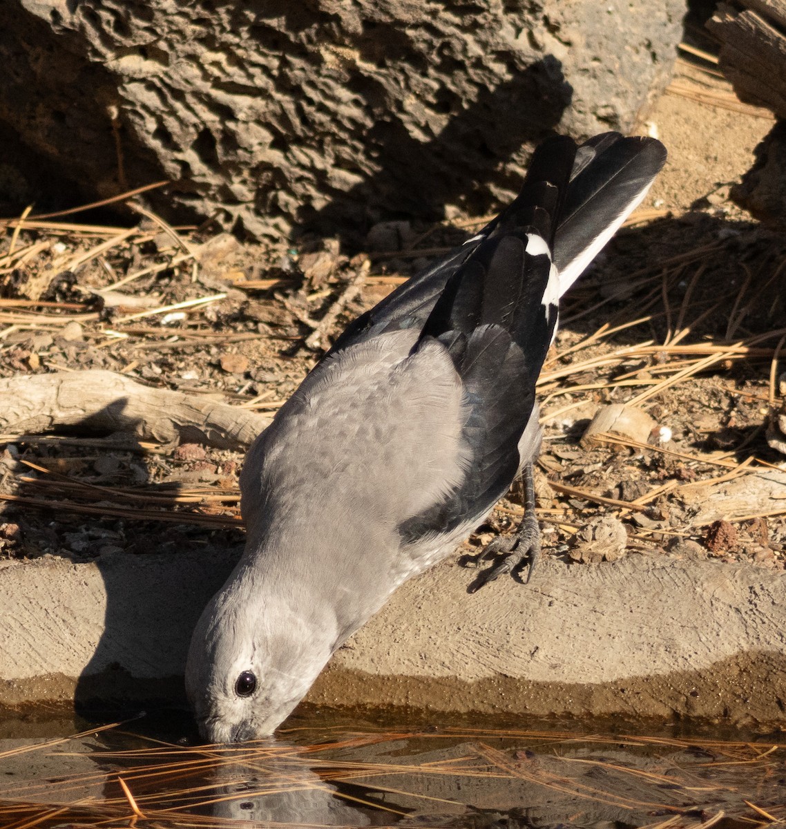 Clark's Nutcracker - ML623947157