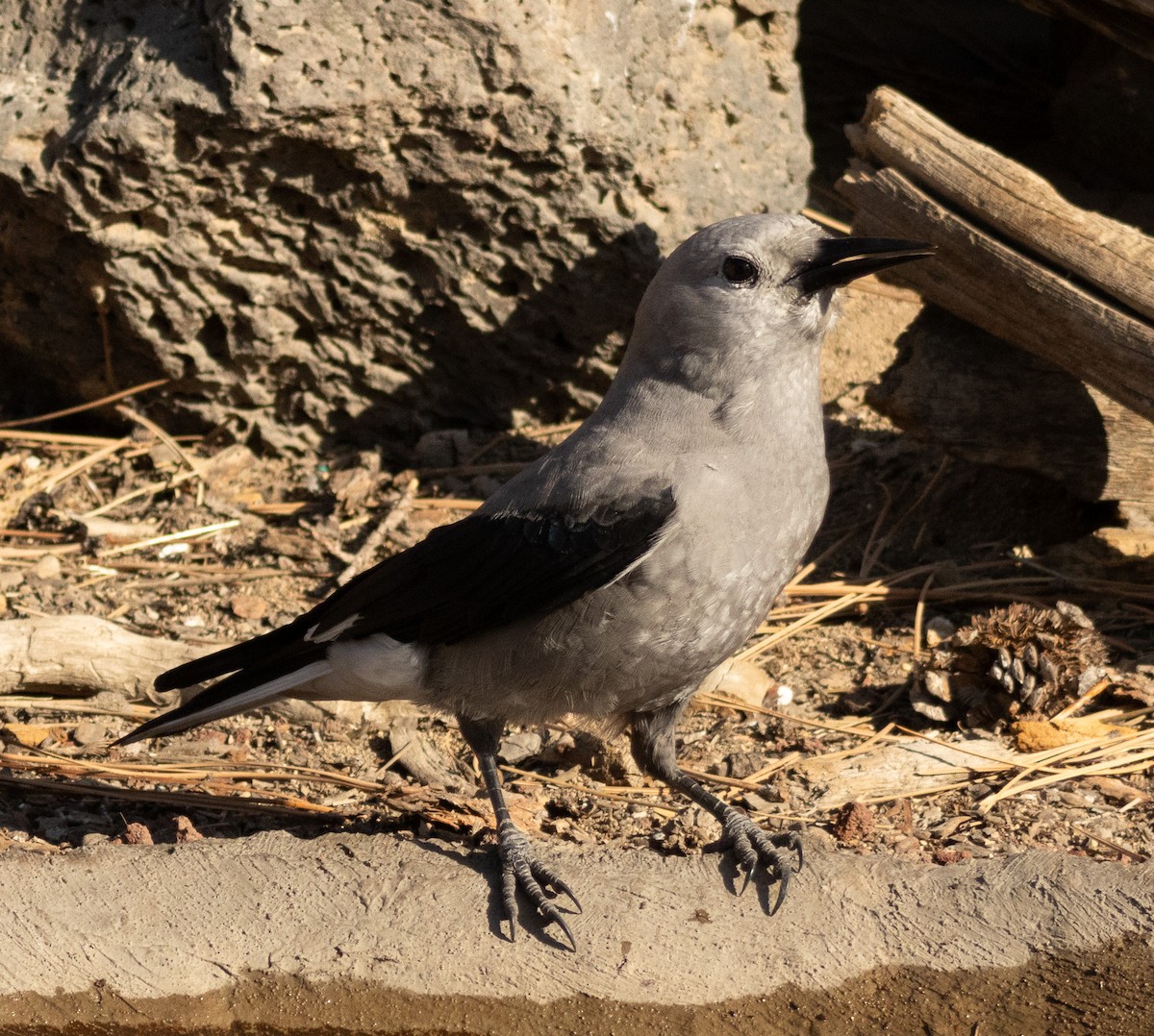 Clark's Nutcracker - ML623947158