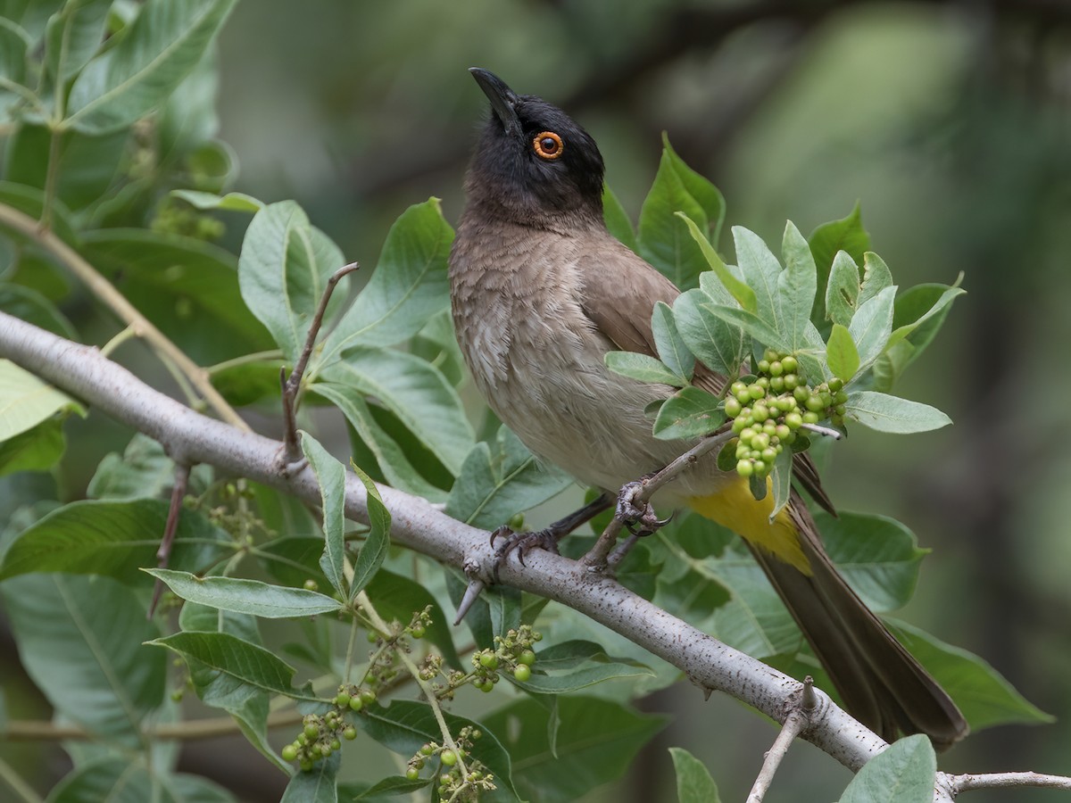 Black-fronted Bulbul