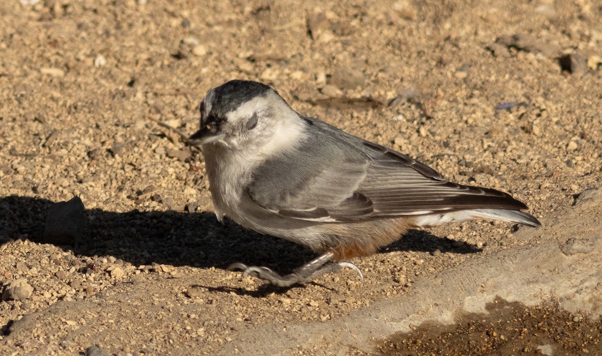 White-breasted Nuthatch - ML623947166