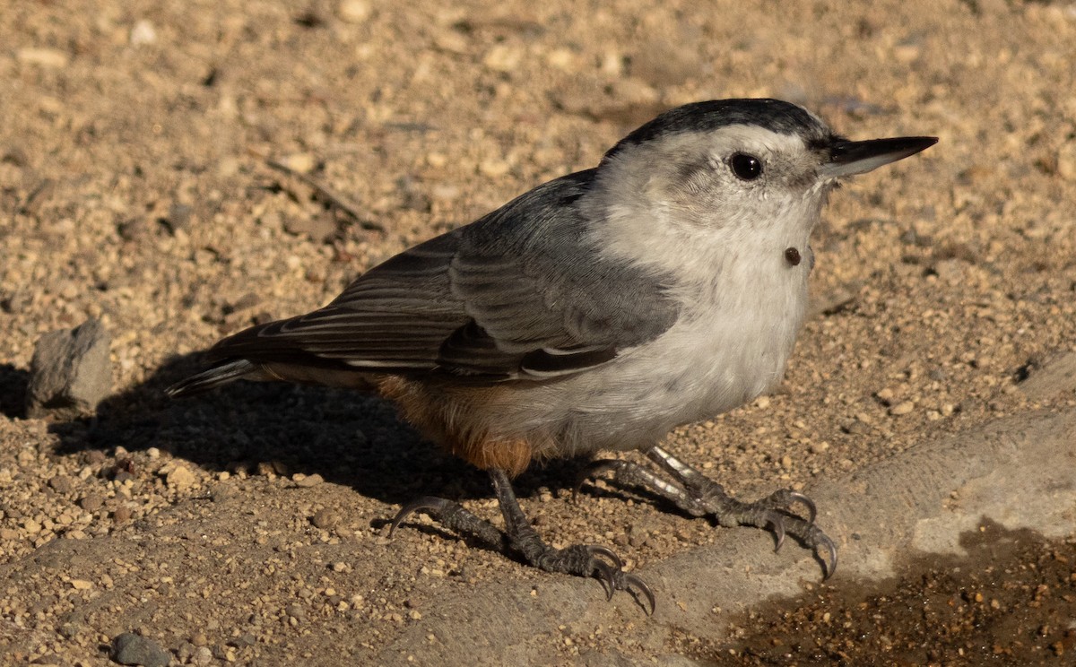 White-breasted Nuthatch - ML623947169