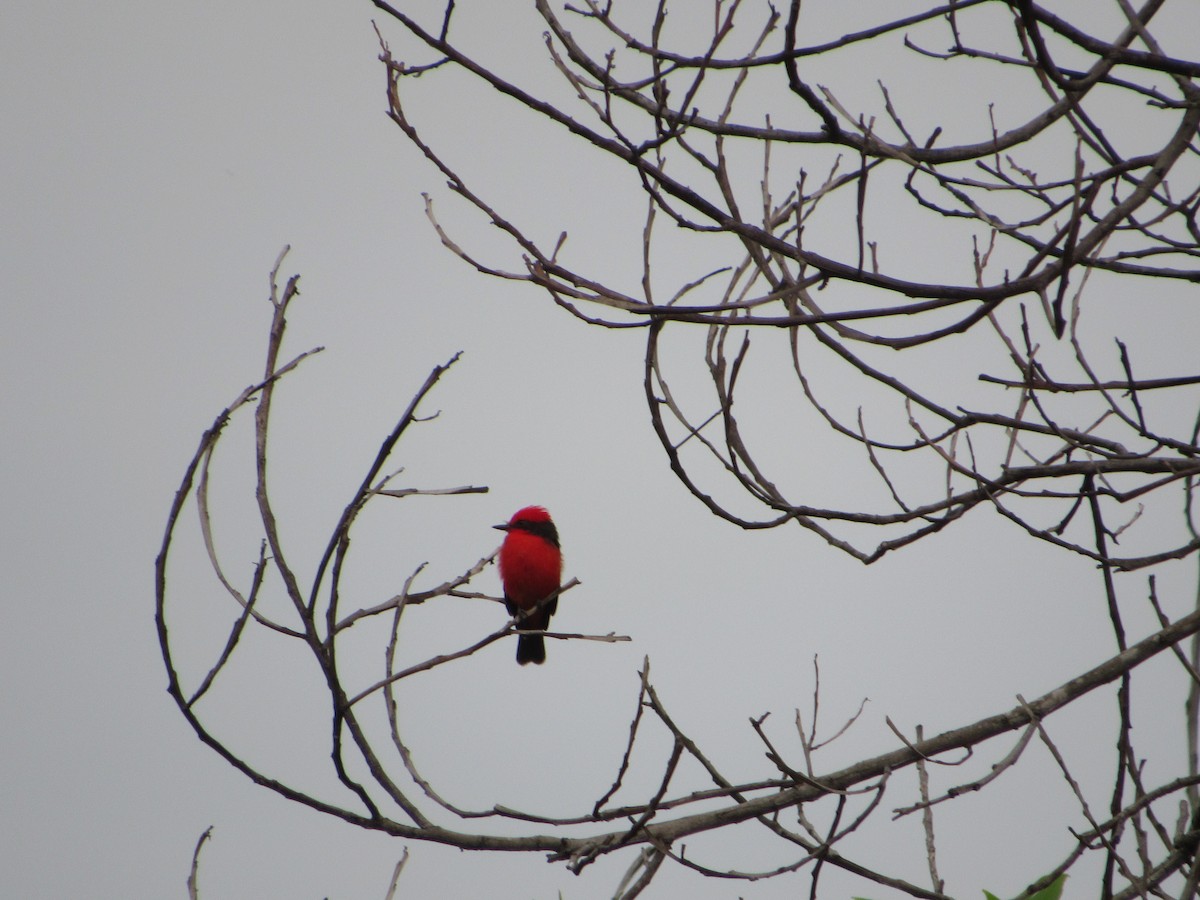 Vermilion Flycatcher - ML623947171