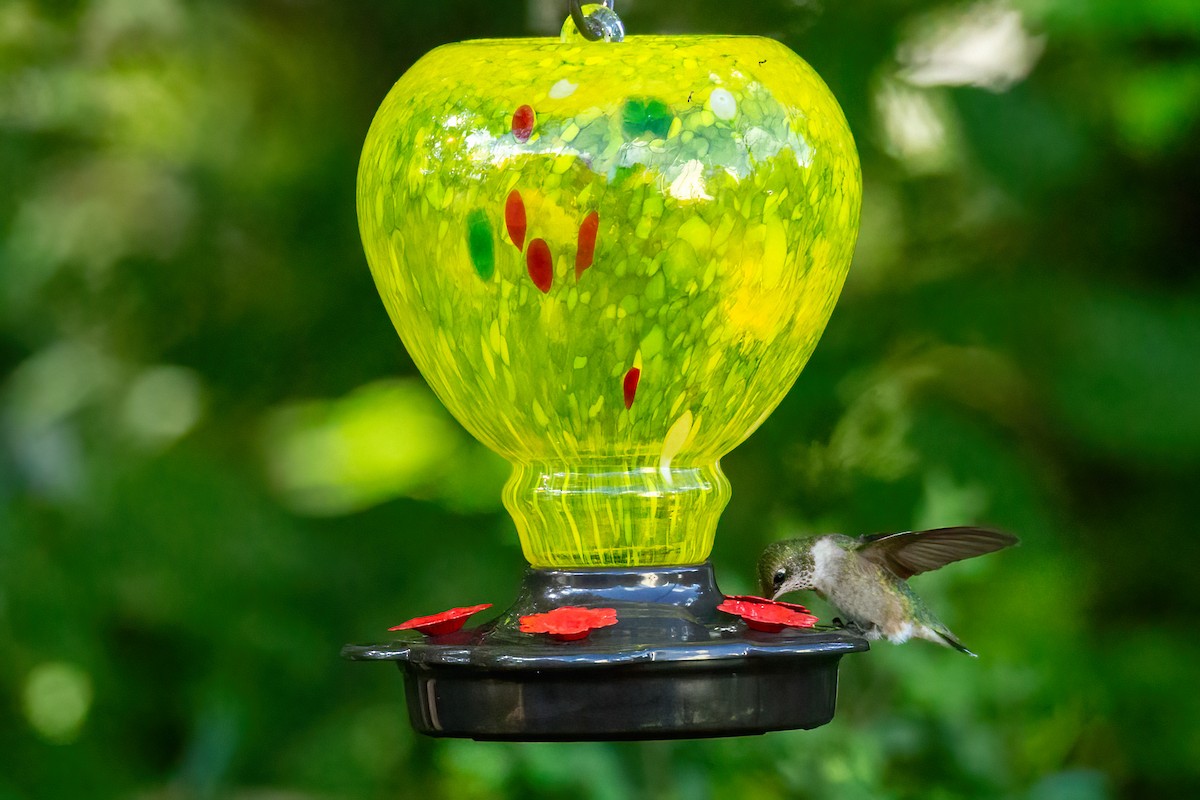 Ruby-throated Hummingbird - ML623947183