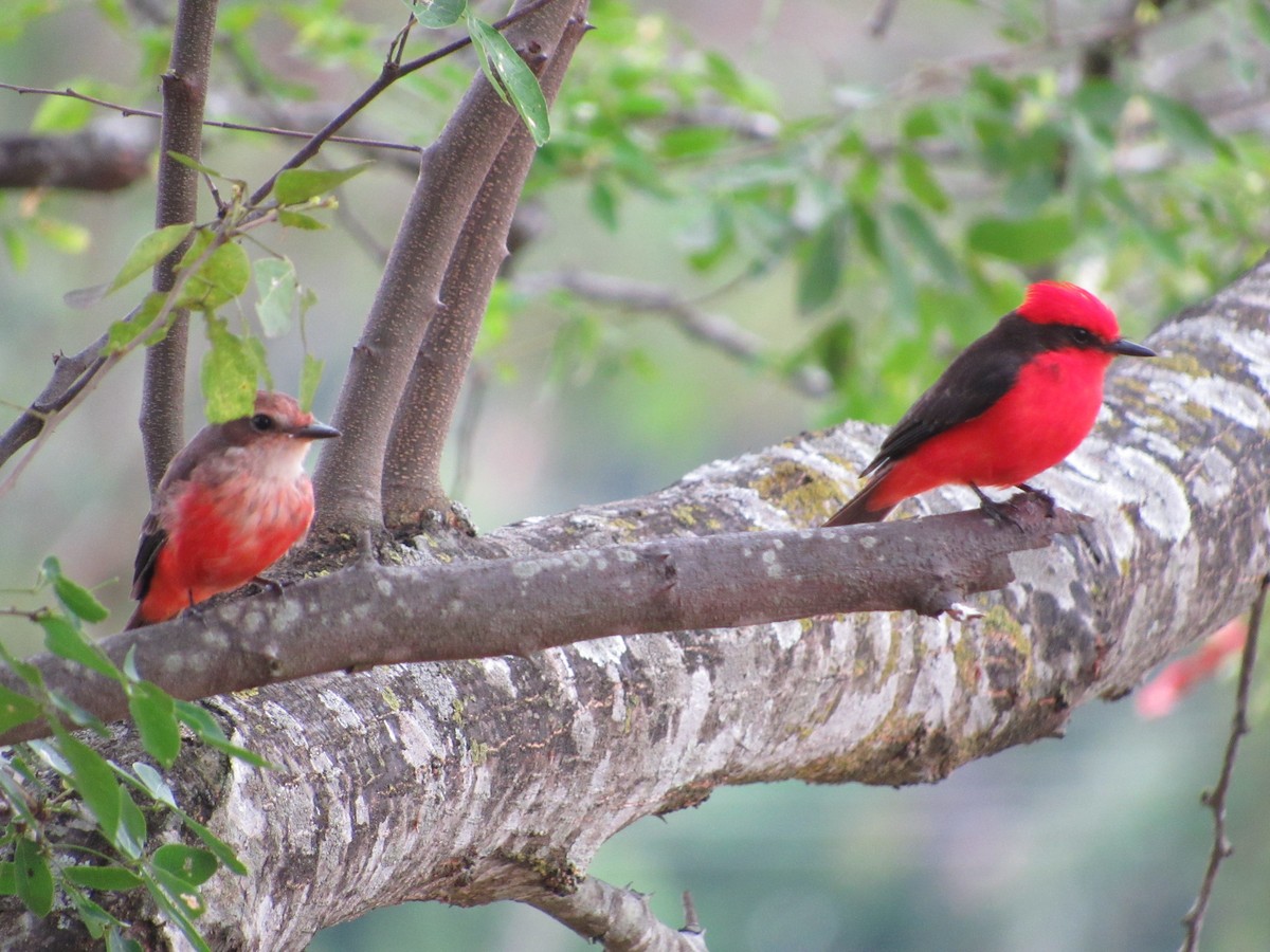 Vermilion Flycatcher - ML623947186