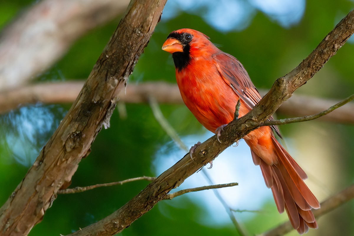 Northern Cardinal - George Holt